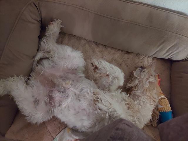 Enlarge Winston, a Adopted Wire Fox Terrier in Houston, TX image 4/4