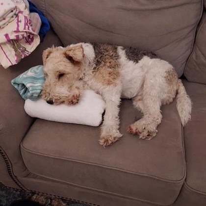 Enlarge Winston, a Adopted Wire Fox Terrier in Houston, TX image 2/4