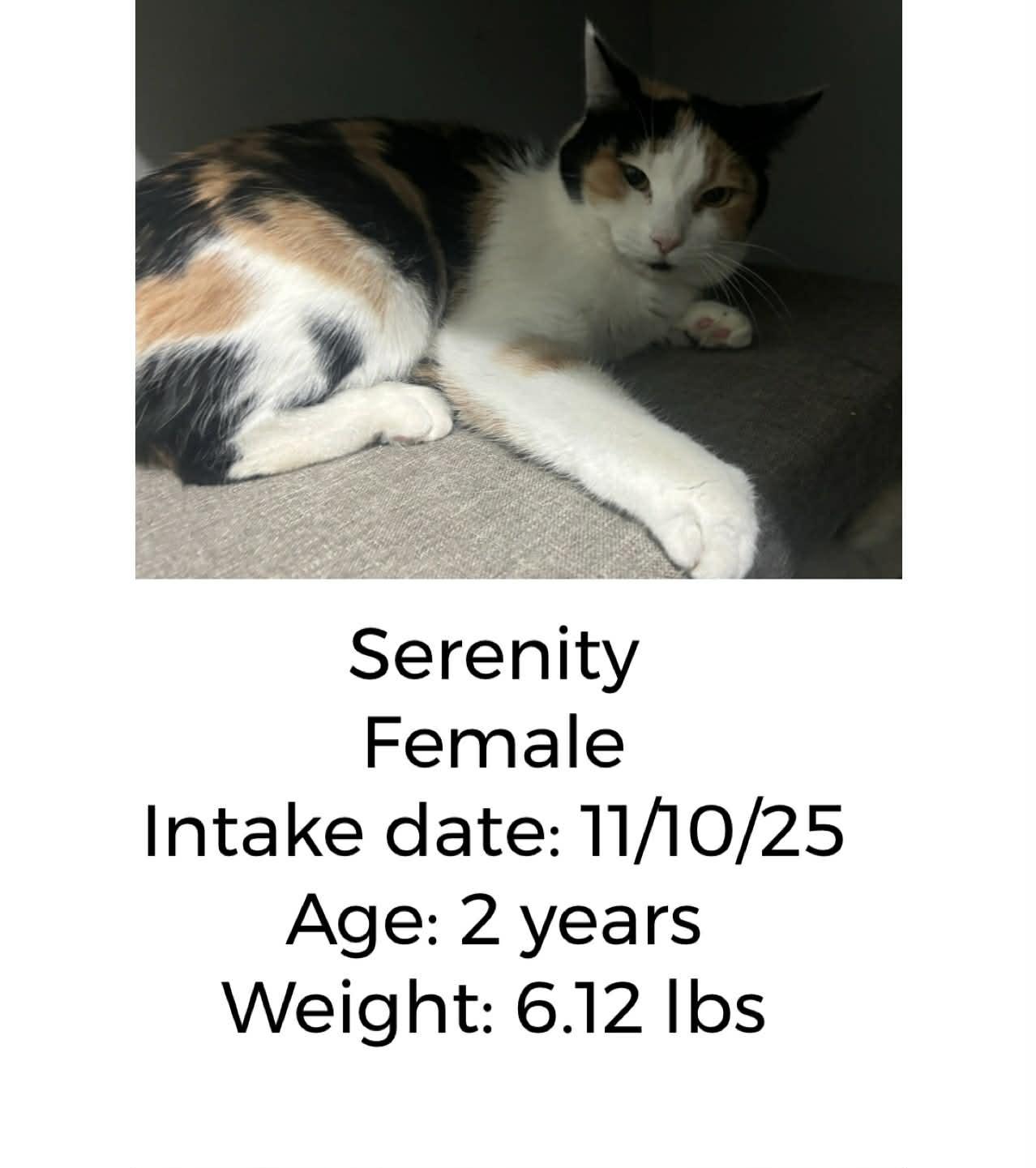 Enlarge Serenity, a ADOPTABLE Domestic Short Hair in Staffordsville, KY image 1/1