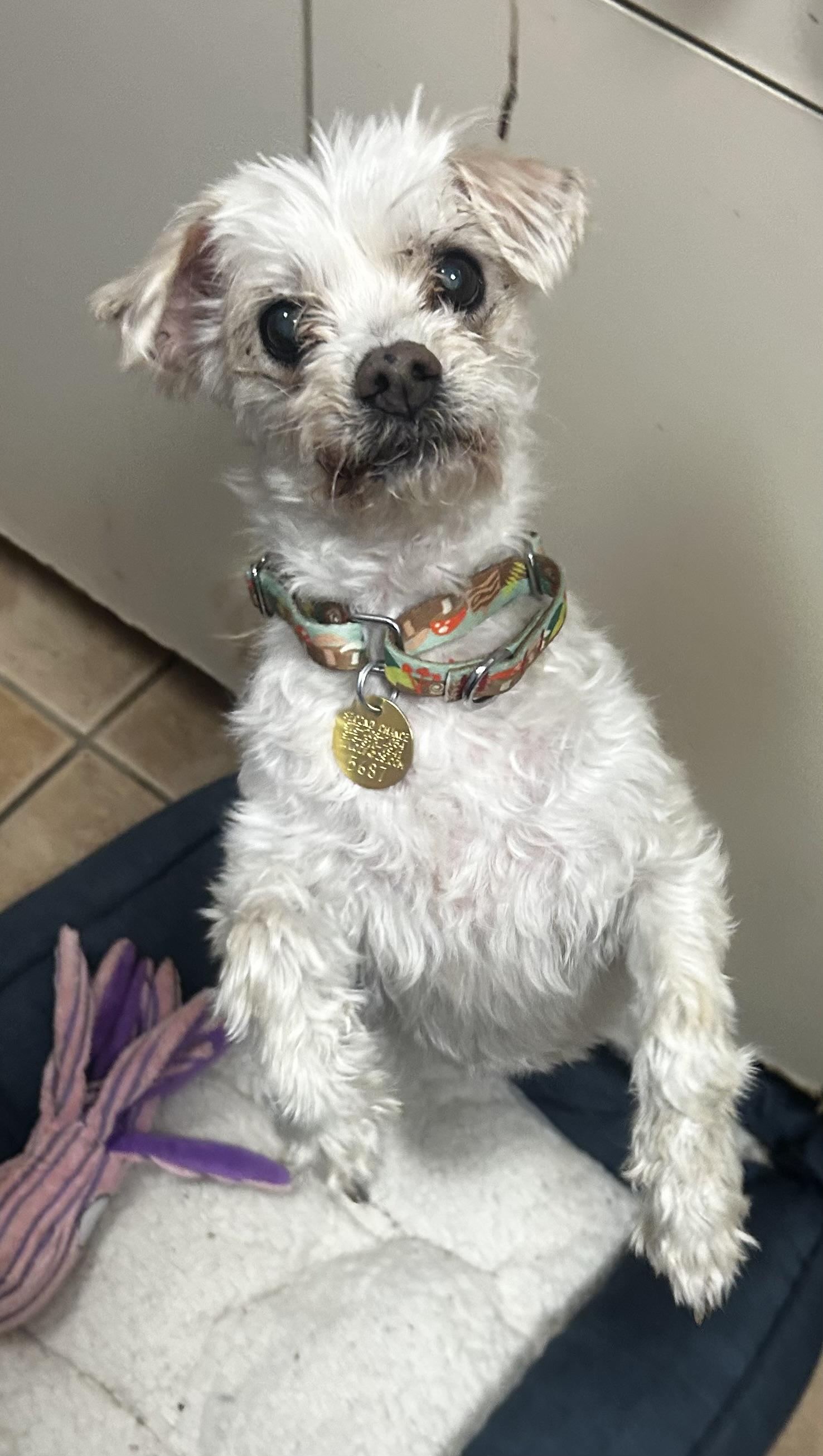 Abigail, ADOPTABLE, Senior Female Maltese & Cockapoo.