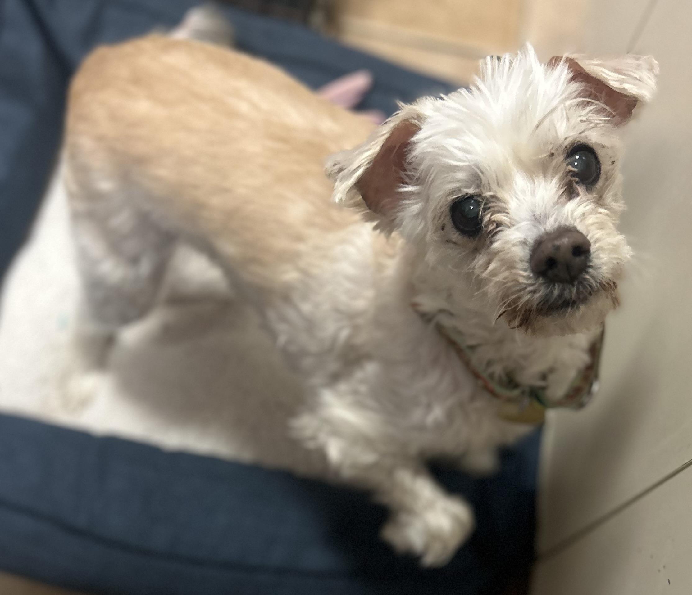 Enlarge Abigail, a ADOPTABLE mixed breed in Oak Ridge, NJ image 3/3