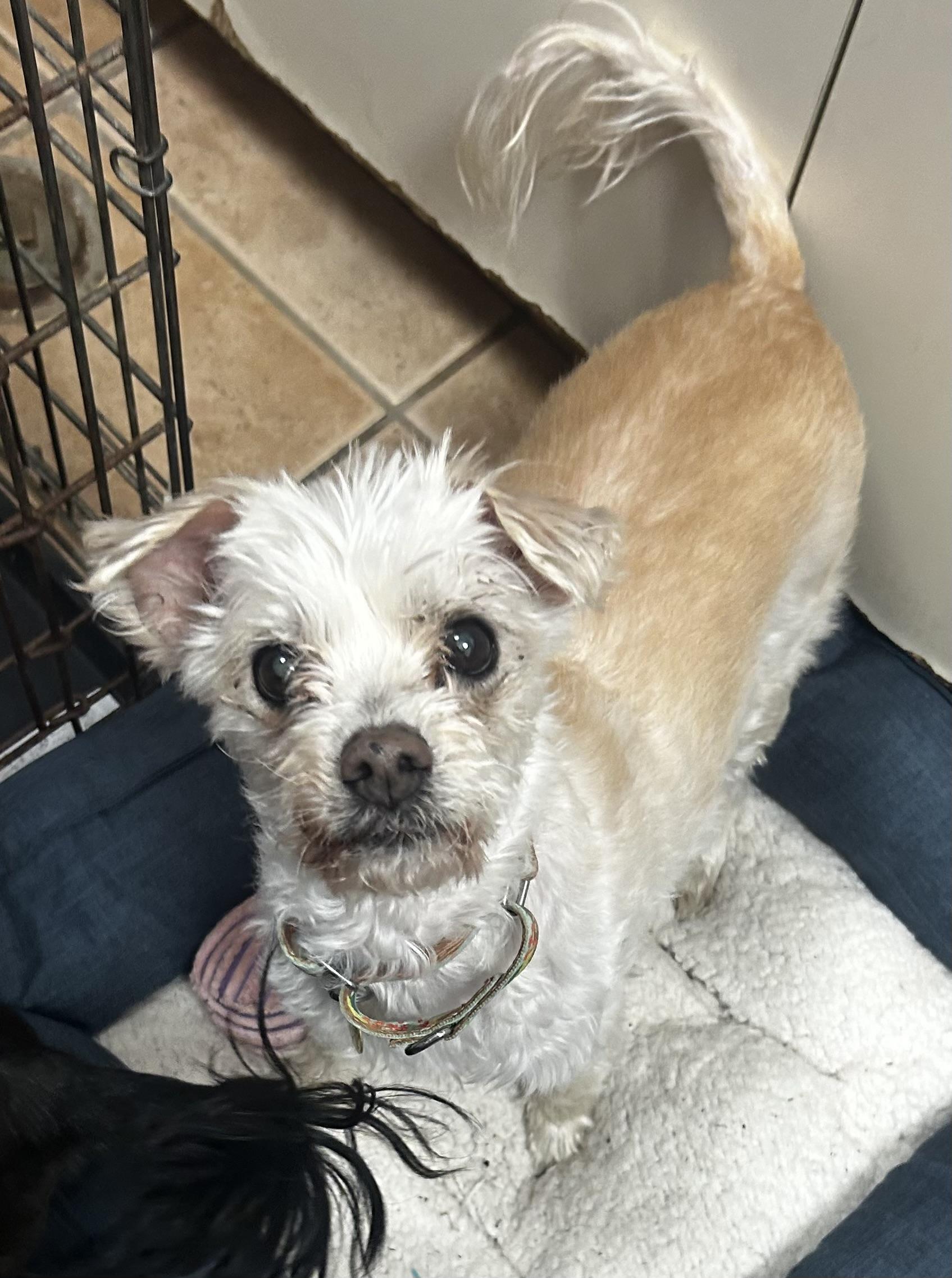 Enlarge Abigail, a ADOPTABLE mixed breed in Oak Ridge, NJ image 2/3