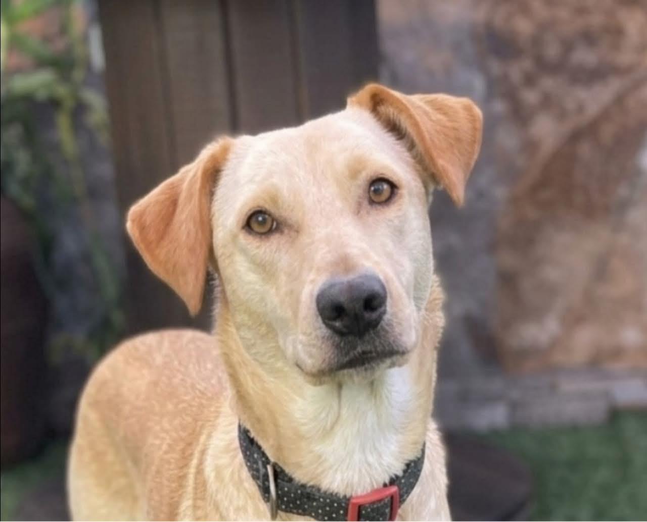 Suni, Adoptable, Young Female Golden Retriever.