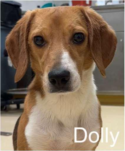 Enlarge Dolly, a ADOPTABLE Beagle in O'Fallon, MO image 1/1