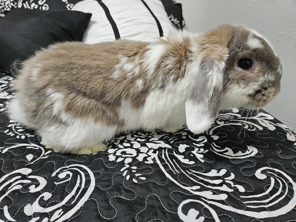 Twinkle, Adoptable, Adult Male Holland Lop.