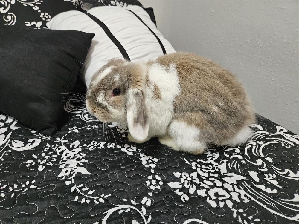 Enlarge Twinkle, a Adoptable Holland Lop in Deltona, FL image 2/2