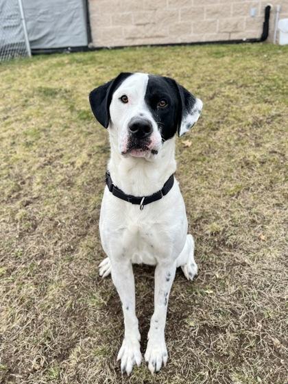 Enlarge Burton, a ADOPTABLE mixed breed in Traverse City, MI image 2/5