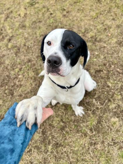 Enlarge Burton, a ADOPTABLE mixed breed in Traverse City, MI image 4/5