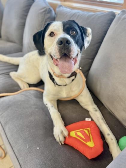 Enlarge Burton, a ADOPTABLE mixed breed in Traverse City, MI image 1/5