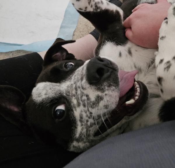 In Foster (c) - Cookie, Adoptable, Young Female Pit Bull Terrier.