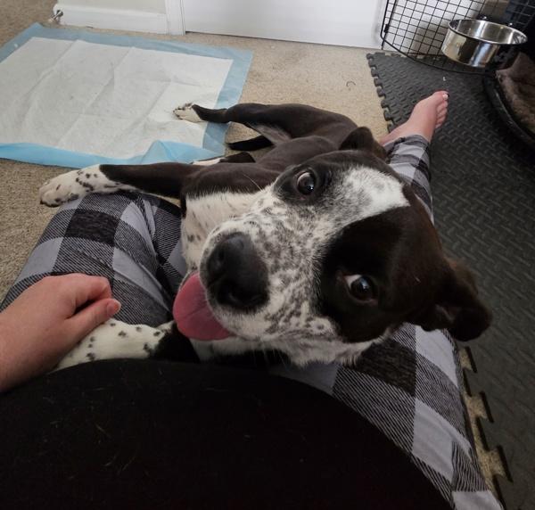 In Foster (c) - Cookie, Adoptable, Young Female Pit Bull Terrier.