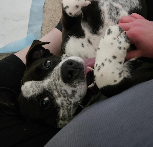 In Foster (c) - Cookie, a Adoptable mixed breed in Lawrenceville, GA image 2/6