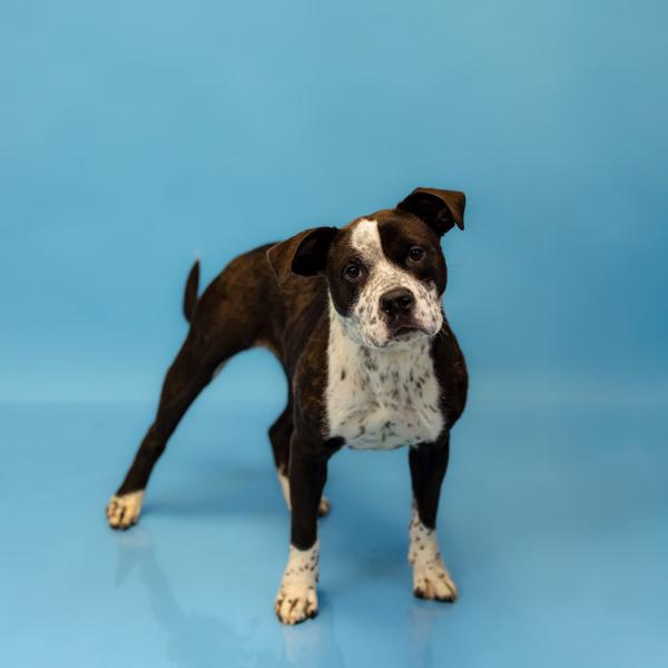 In Foster (c) - Cookie, a Adoptable mixed breed in Lawrenceville, GA image 3/6