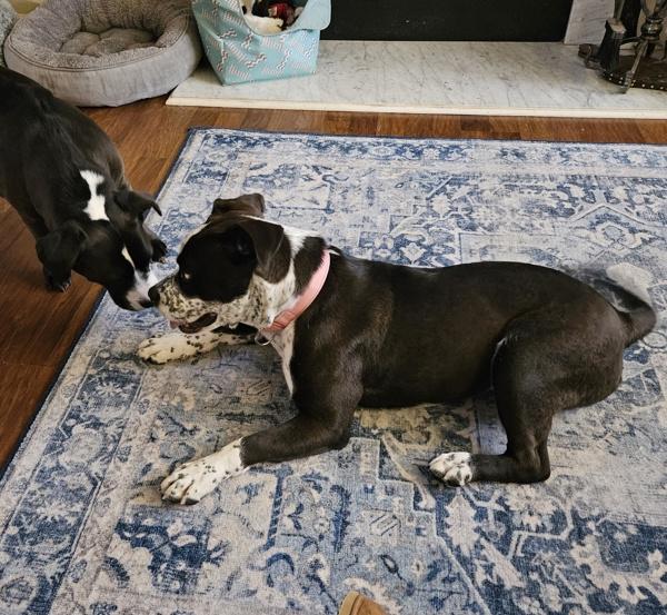 In Foster (c) - Cookie, a Adoptable mixed breed in Lawrenceville, GA image 4/6