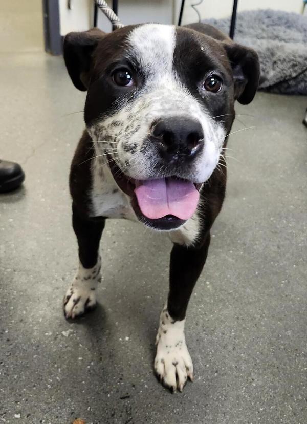 In Foster (c) - Cookie, a Adoptable mixed breed in Lawrenceville, GA image 5/6