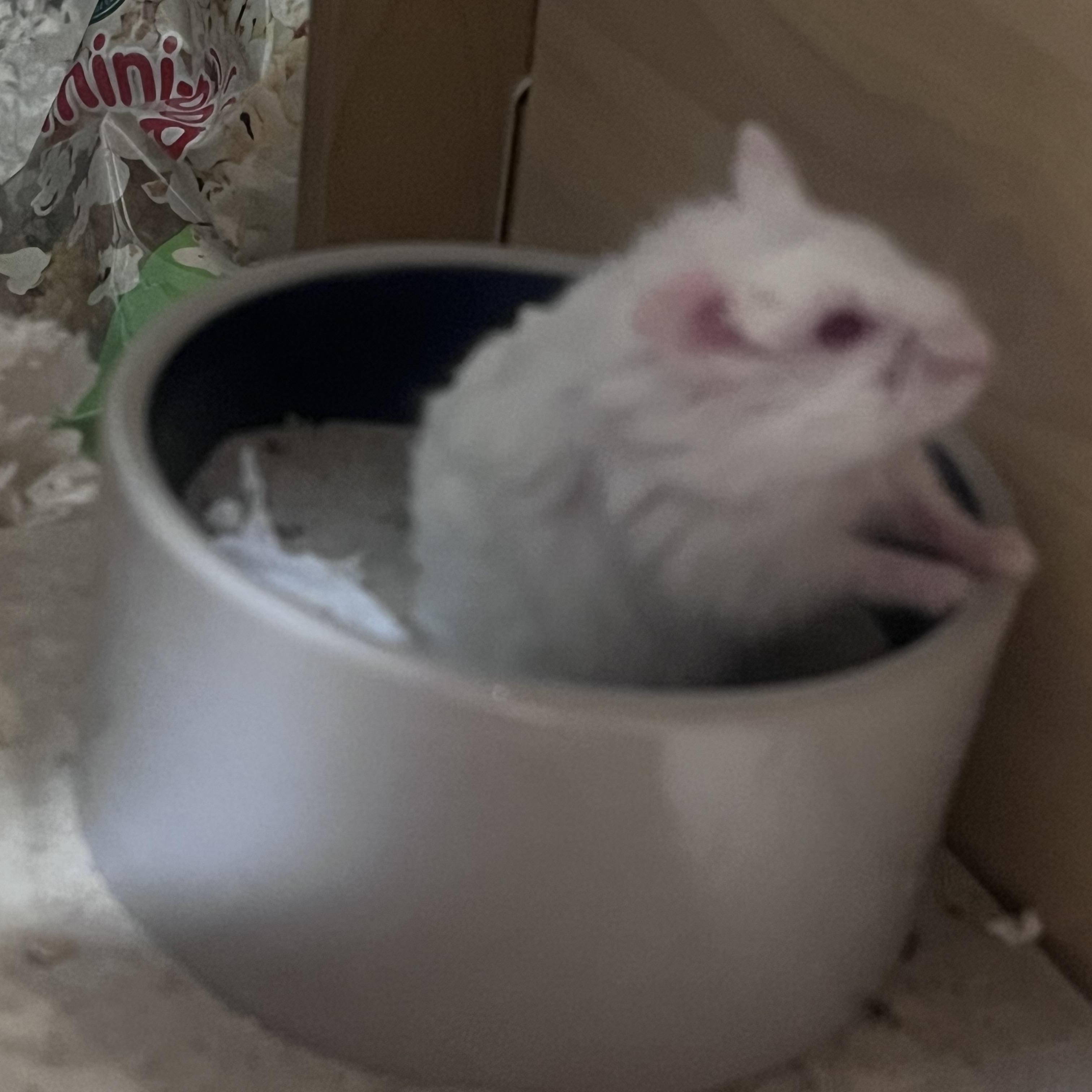 Enlarge Oregano, a Adoptable mixed breed in West Hollywood, CA image 2/3