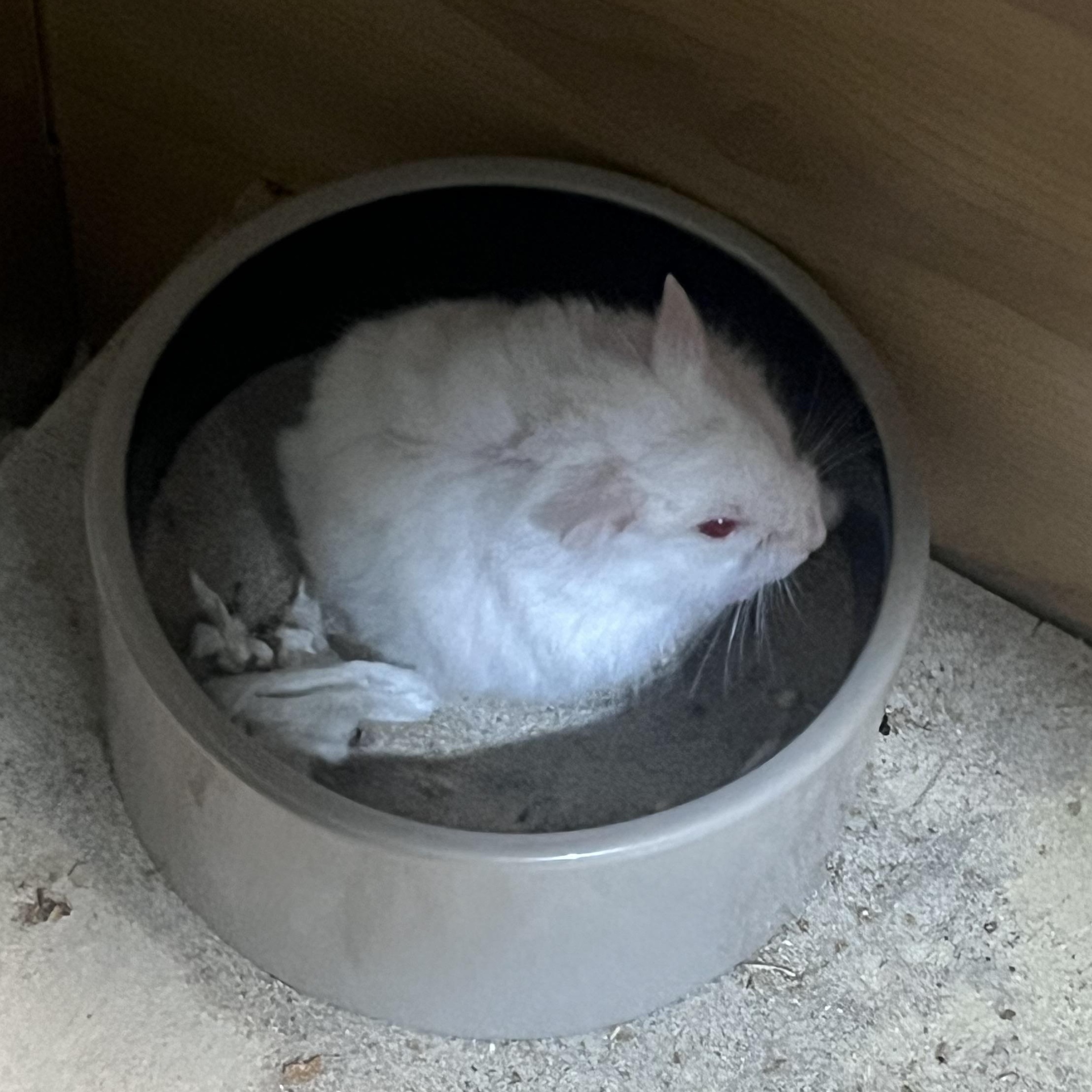 Oregano, Adoptable, Baby Male Dwarf Hamster & Hamster.