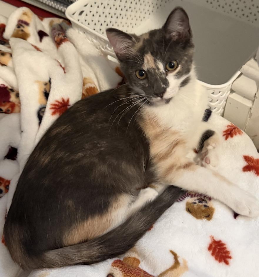 Matcha, a ADOPTABLE Dilute Calico in Oakley, CA image 1/5