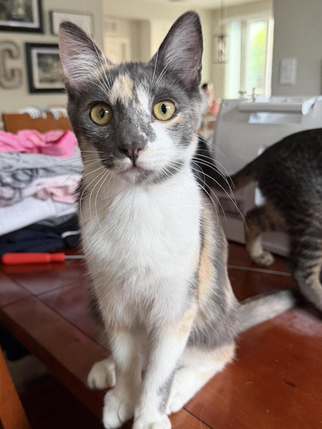 Matcha, Adoptable, Kitten Female Dilute Calico.