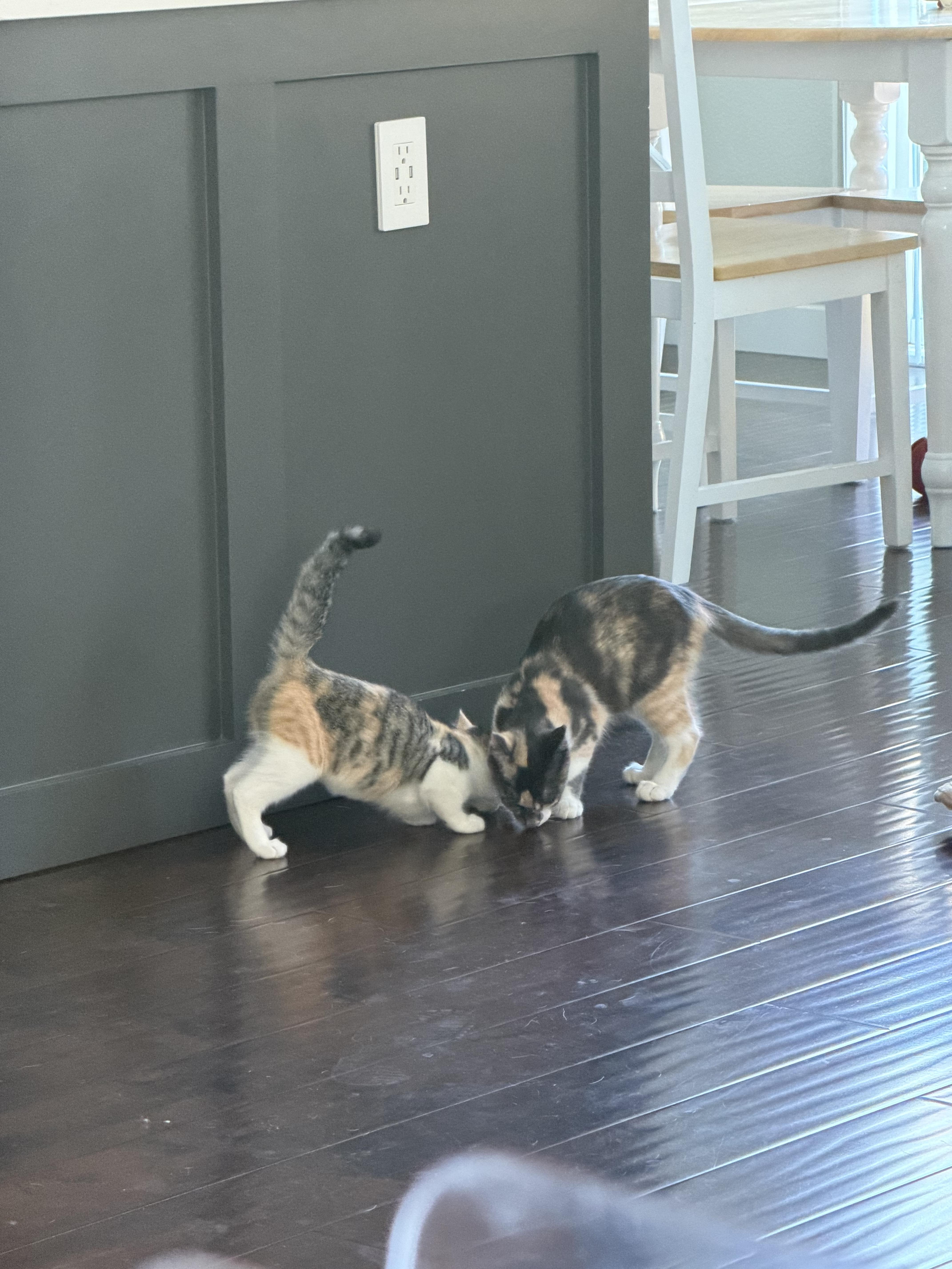 Enlarge Matcha, a ADOPTABLE Dilute Calico in Oakley, CA image 5/6