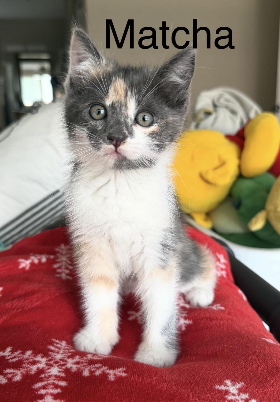 Matcha, ADOPTABLE, Kitten Female Dilute Calico.