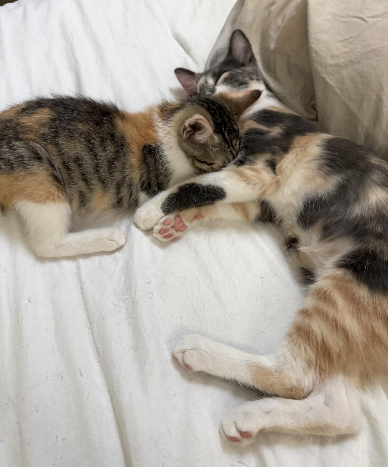 Enlarge Matcha, a ADOPTABLE Dilute Calico in Oakley, CA image 6/6