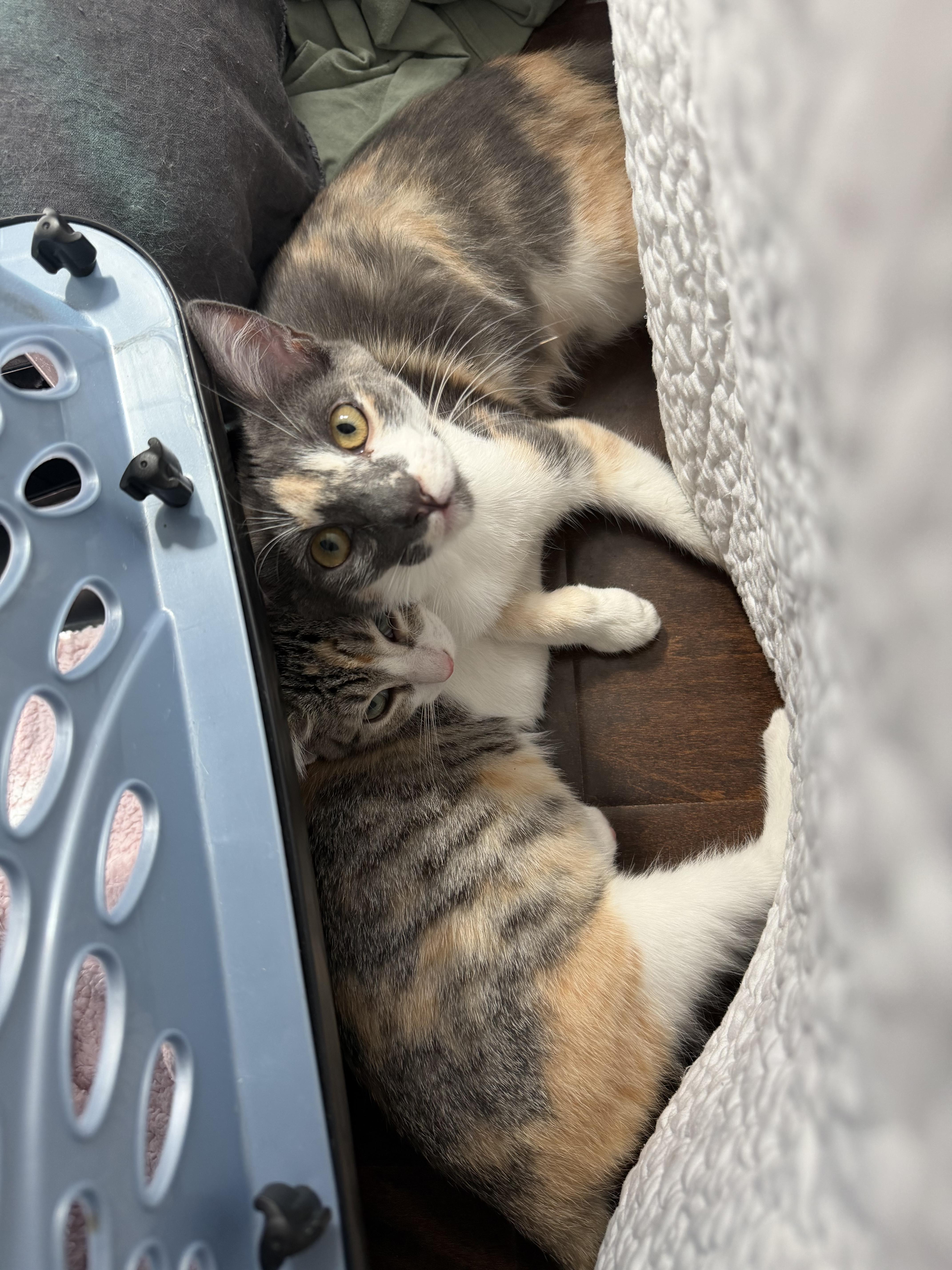 Enlarge Matcha, a ADOPTABLE Dilute Calico in Oakley, CA image 4/6