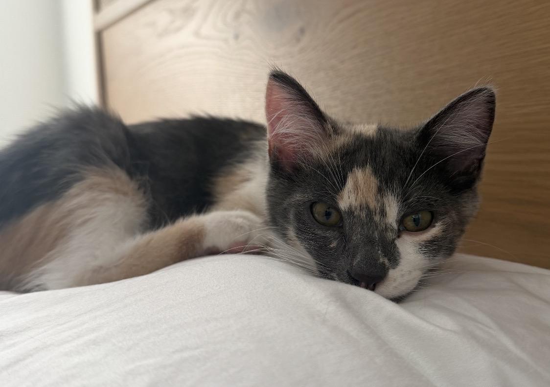 Matcha, a ADOPTABLE Dilute Calico in Oakley, CA image 2/5