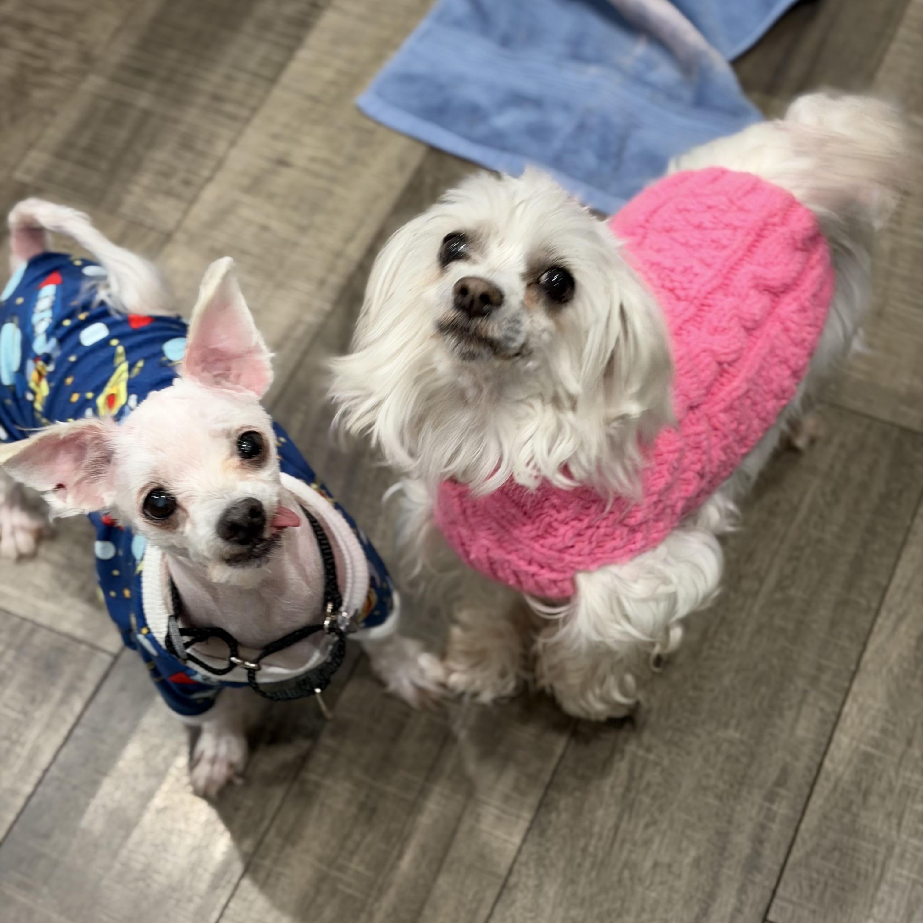 Trigger and Trixie, Adoptable, Senior Male Maltipoo & Maltese.