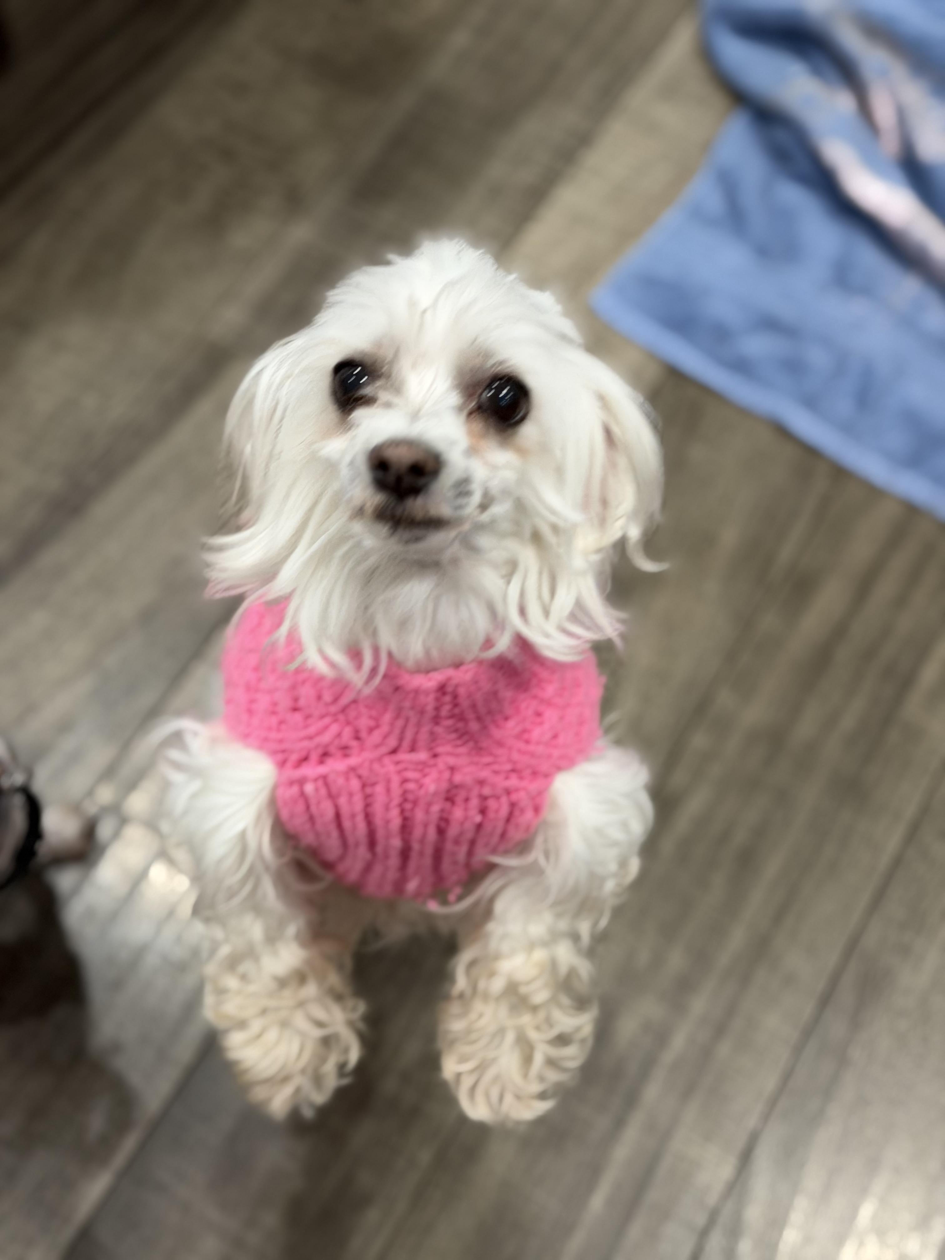 Trigger and Trixie, a Adoptable mixed breed in Brielle, NJ image 6/6