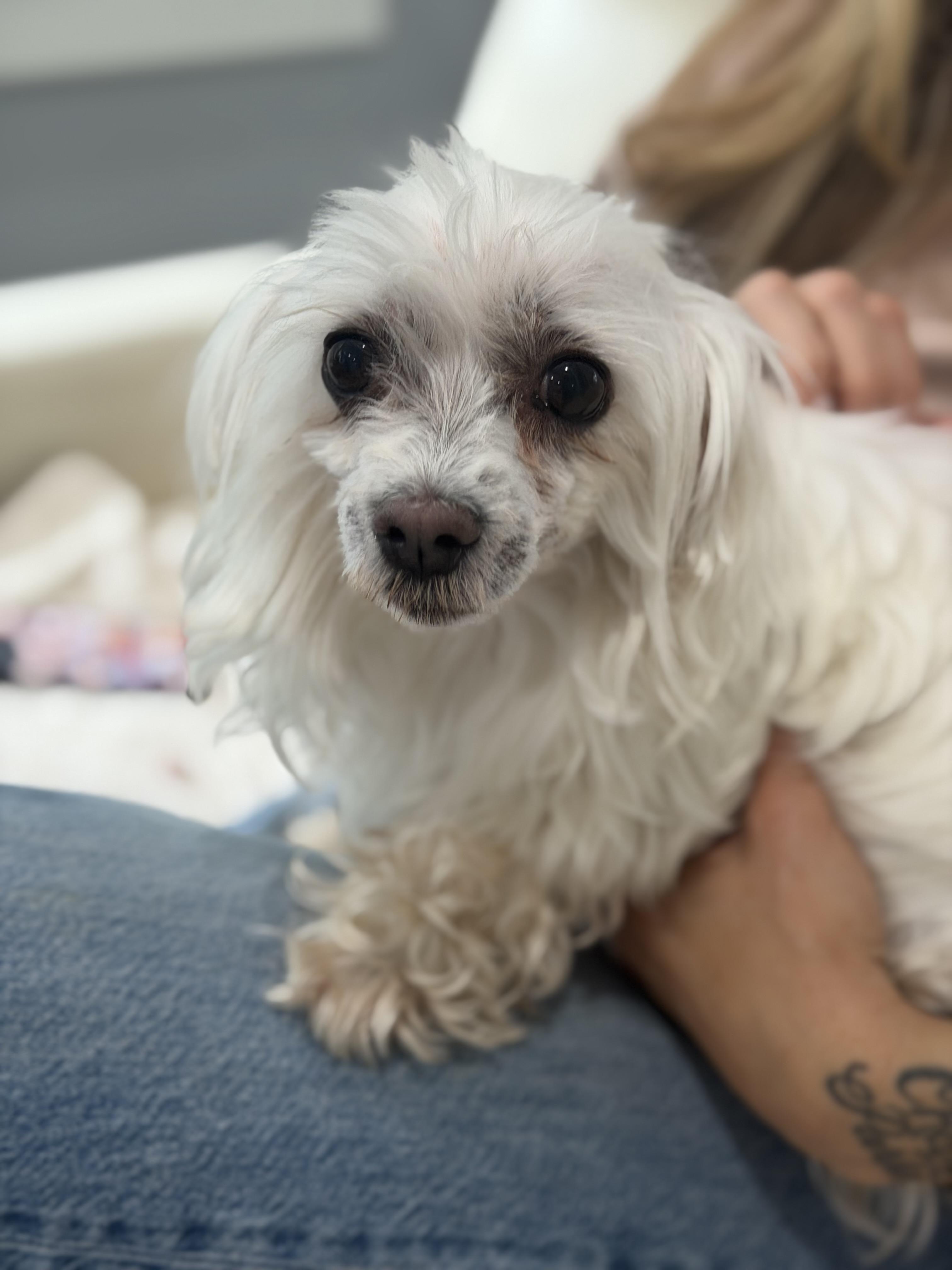 Trigger and Trixie, a Adoptable mixed breed in Brielle, NJ image 3/6