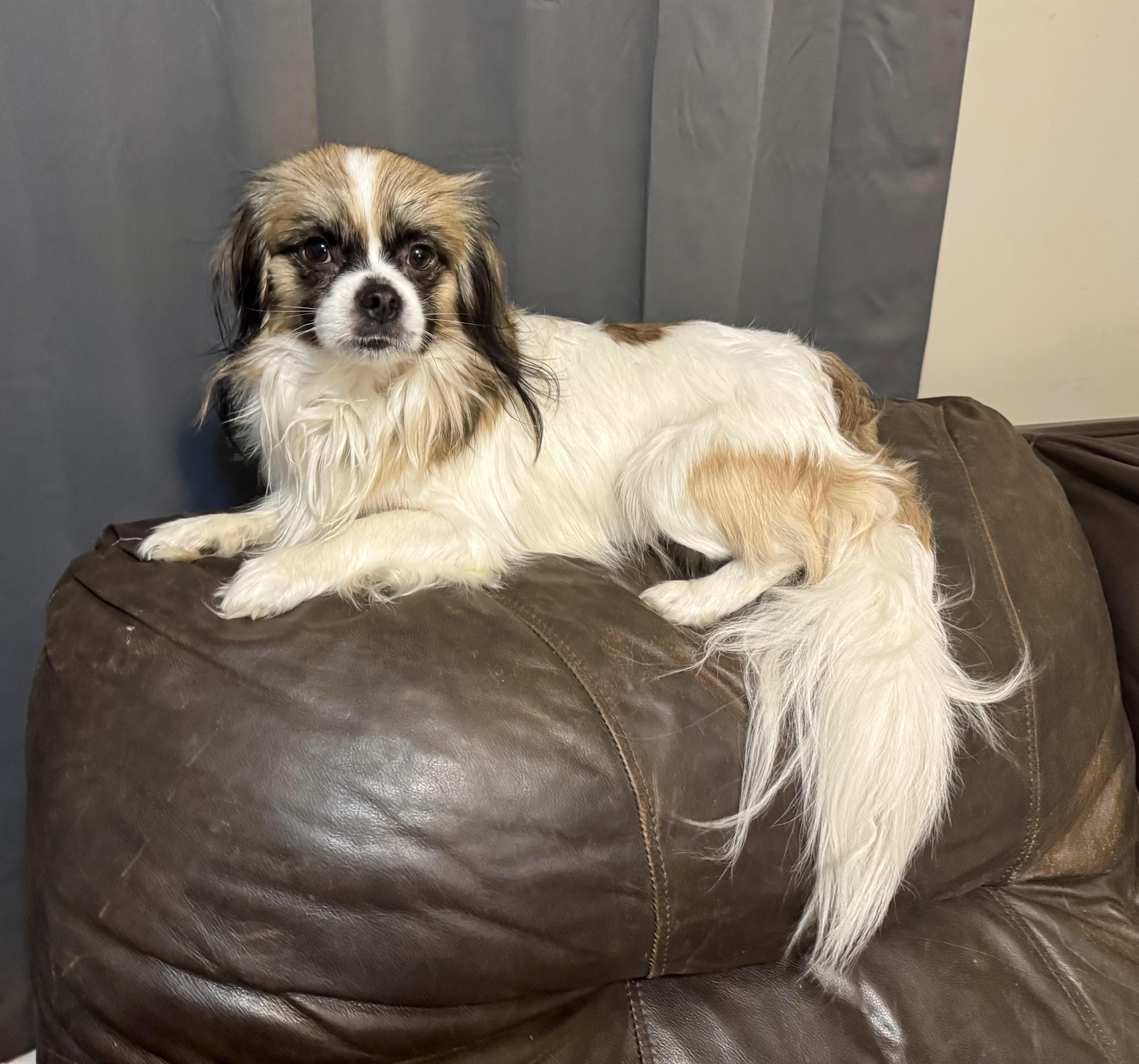 Enlarge Speck, a Adoptable mixed breed in Maiden, NC image 5/5