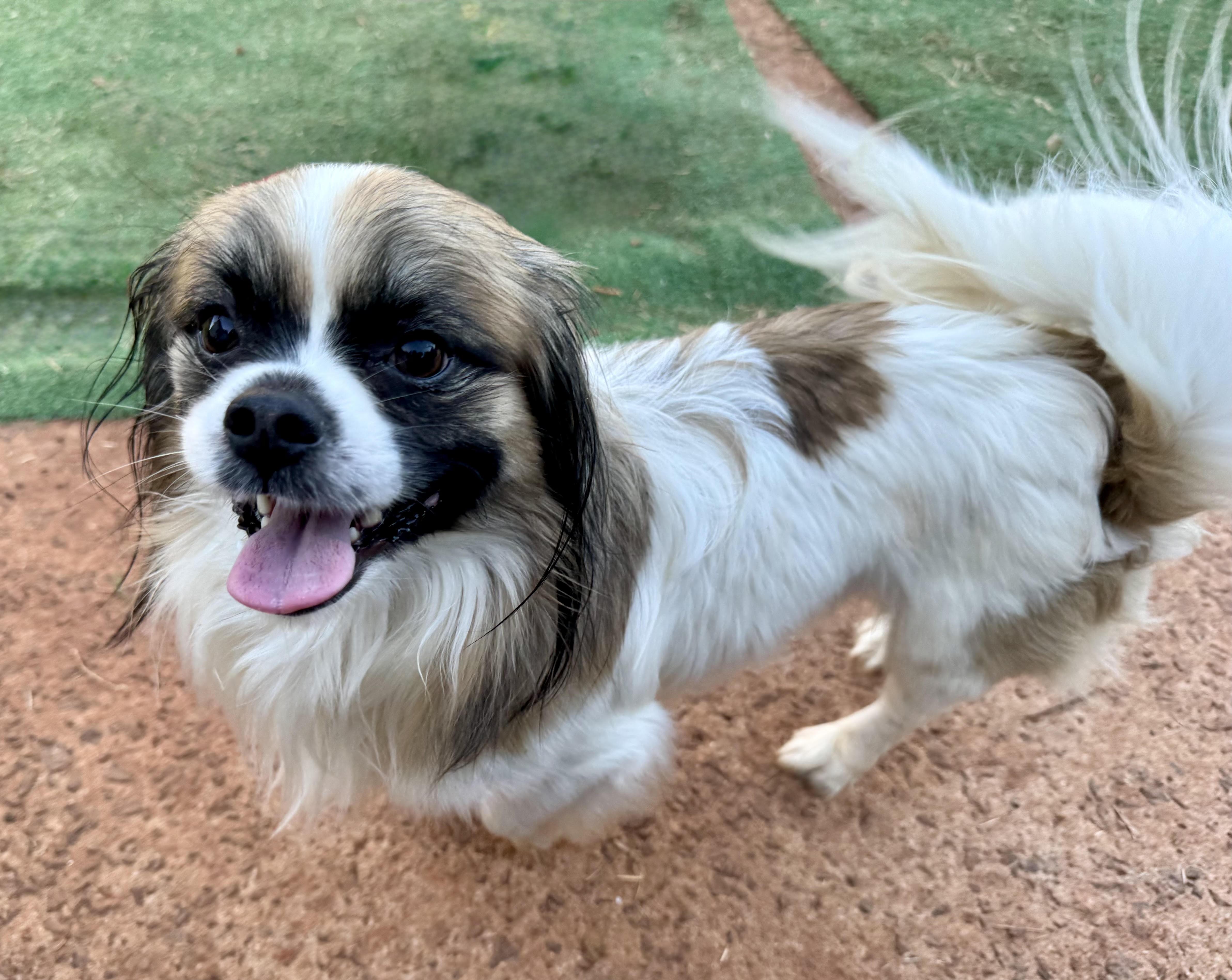 Enlarge Speck, a Adoptable mixed breed in Maiden, NC image 4/5