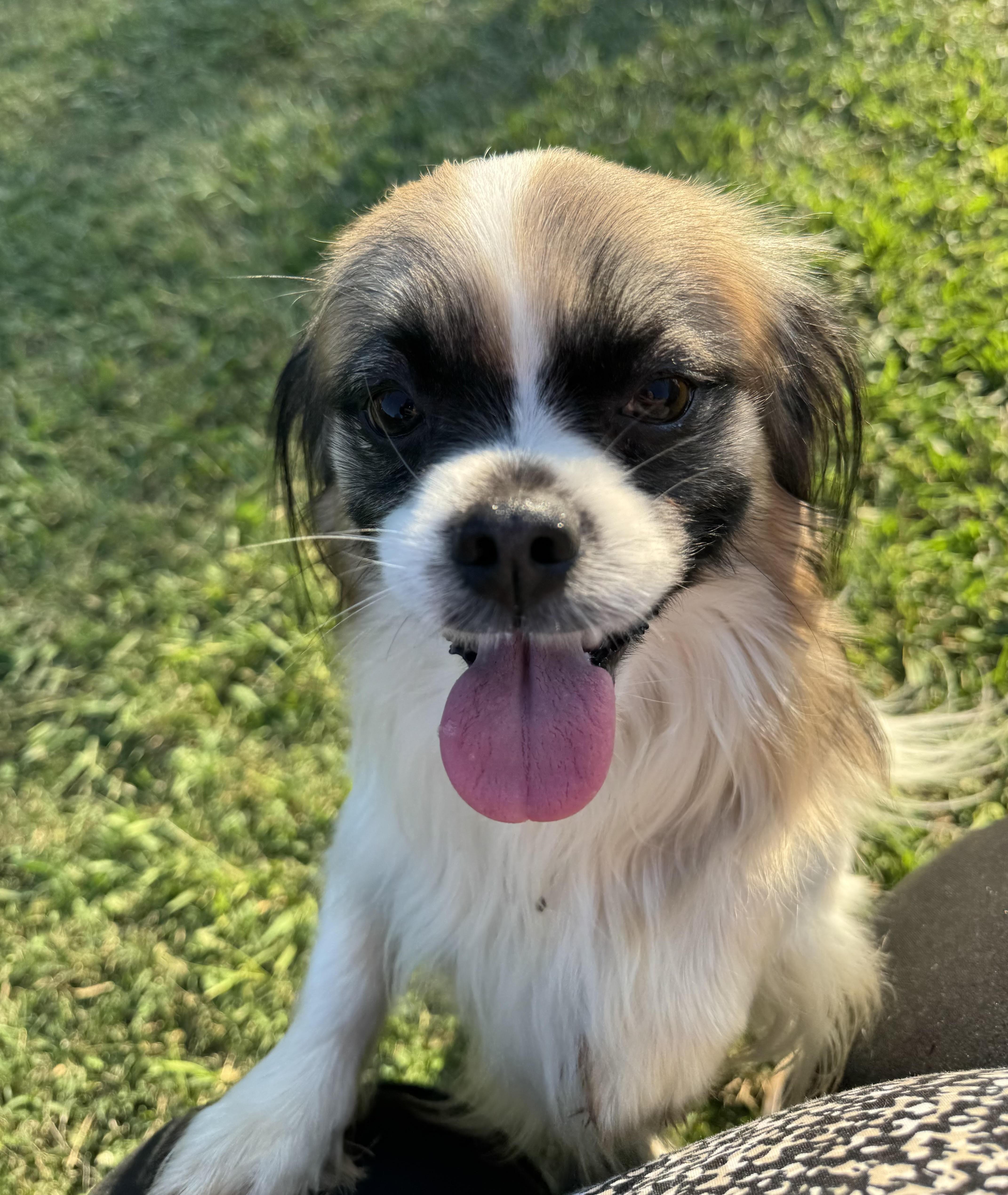 Speck, Adoptable, Young Male Tibetan Spaniel.