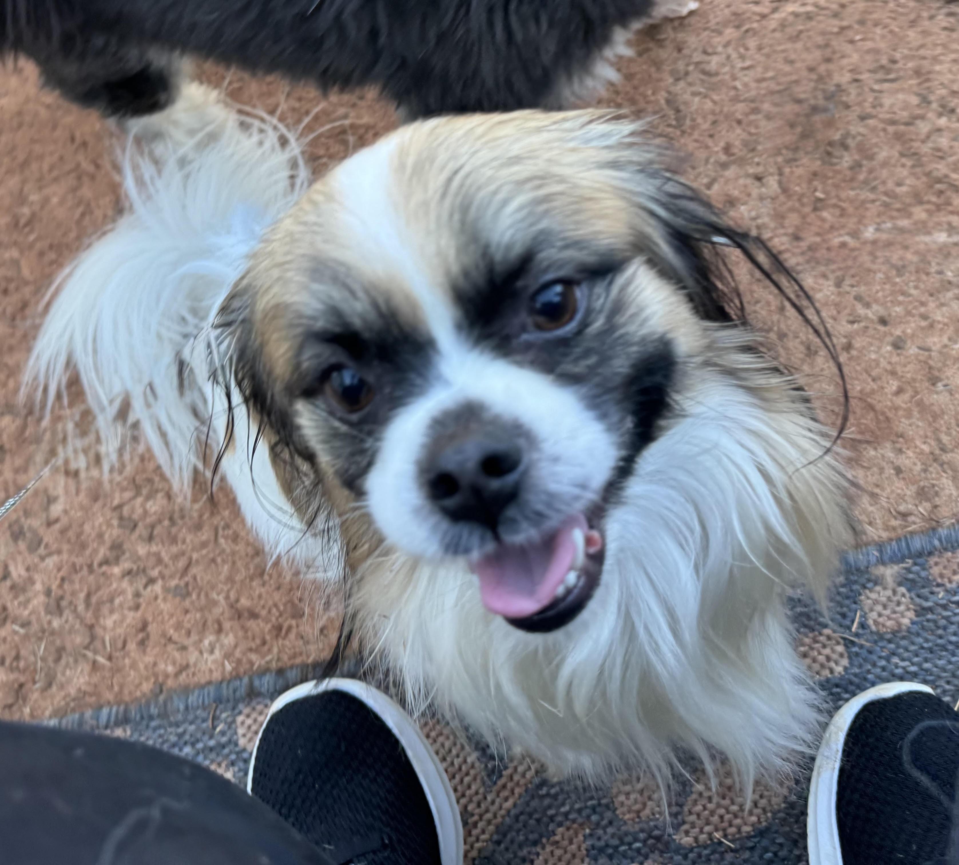 Enlarge Speck, a Adoptable mixed breed in Maiden, NC image 3/5