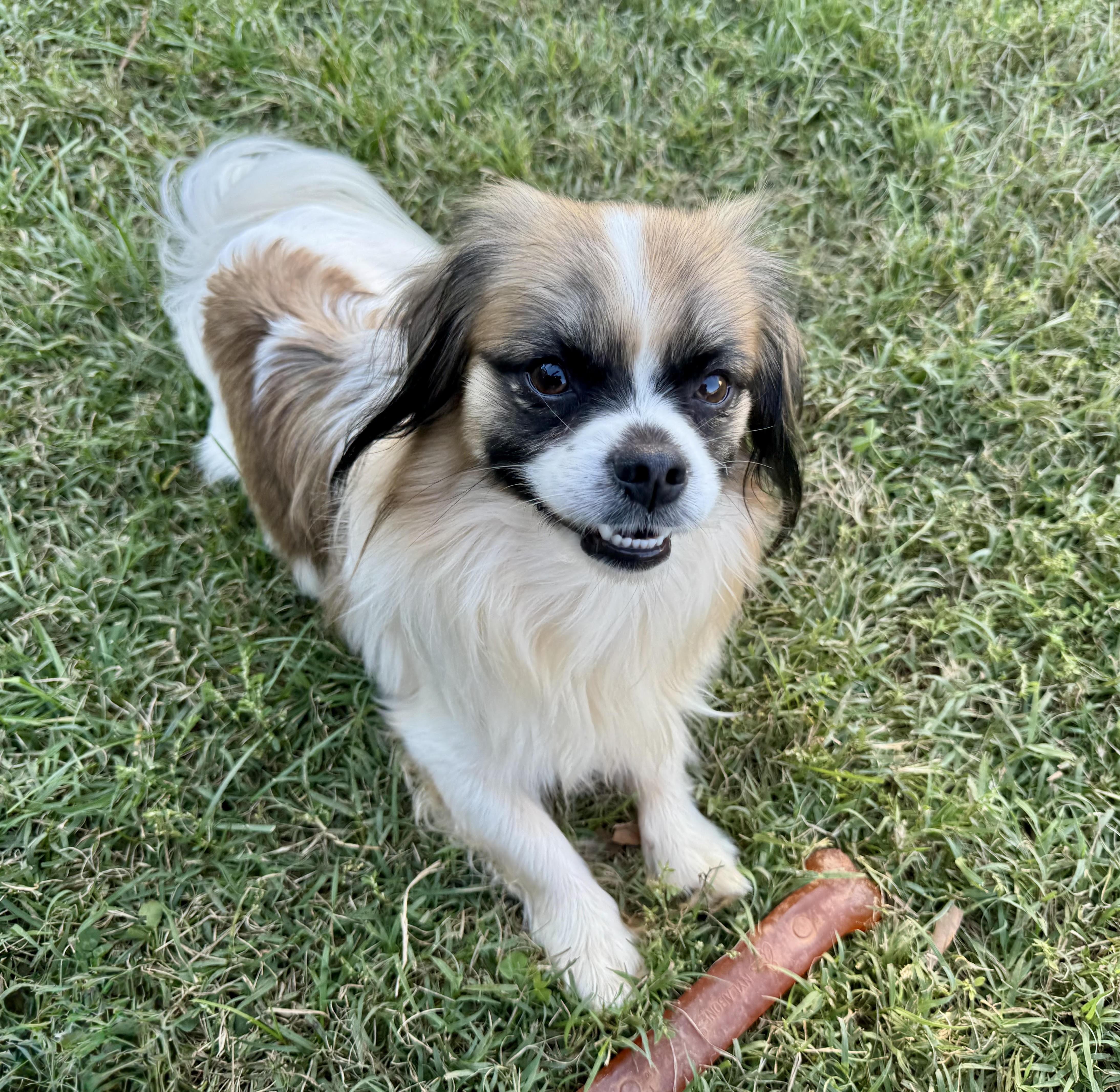 Speck, Adoptable, Young Male Tibetan Spaniel.