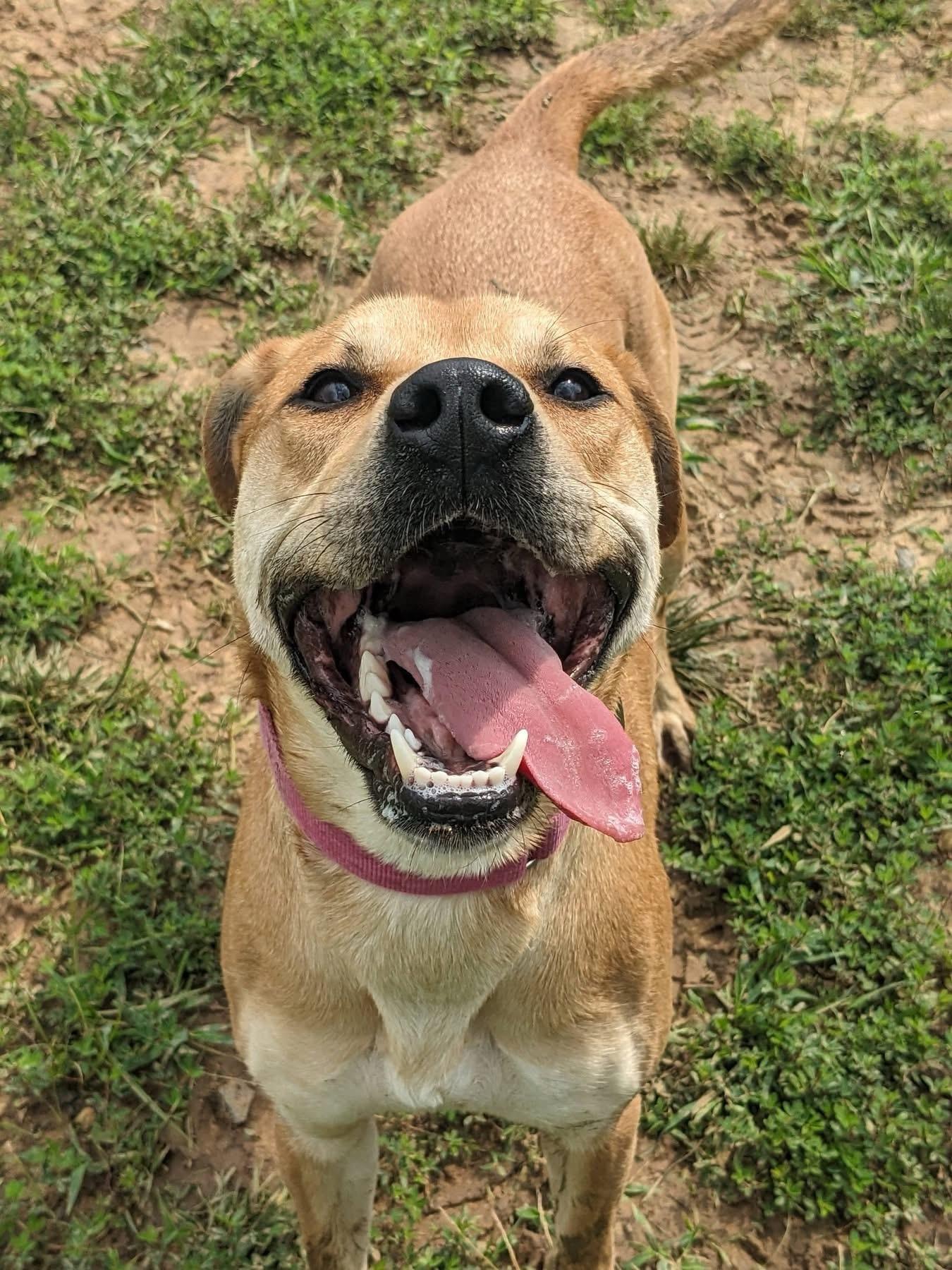 Eli (ID 51866), a ADOPTABLE mixed breed in Manassas, VA image 2/3