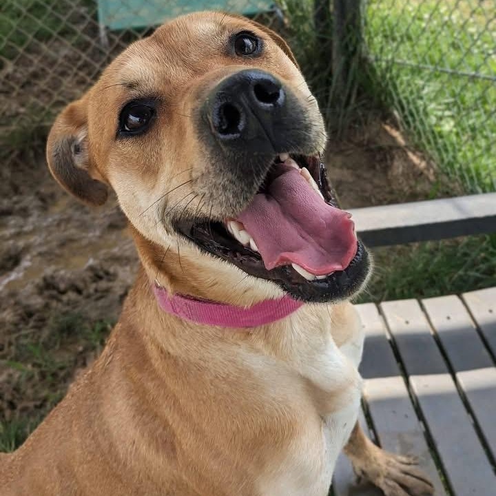 Eli (ID 51866), a ADOPTABLE mixed breed in Manassas, VA image 1/3