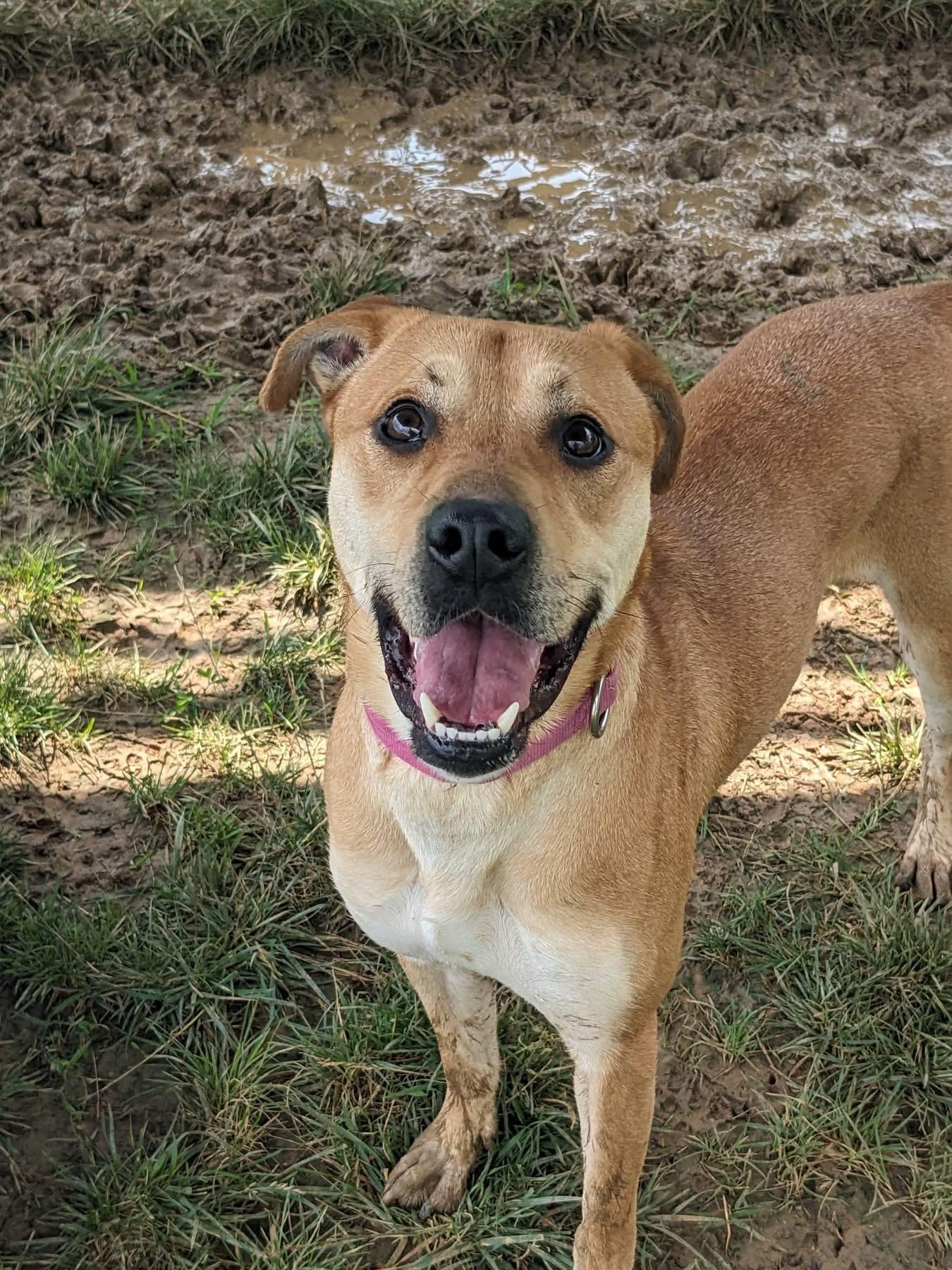 Eli (ID 51866), a ADOPTABLE mixed breed in Manassas, VA image 3/3