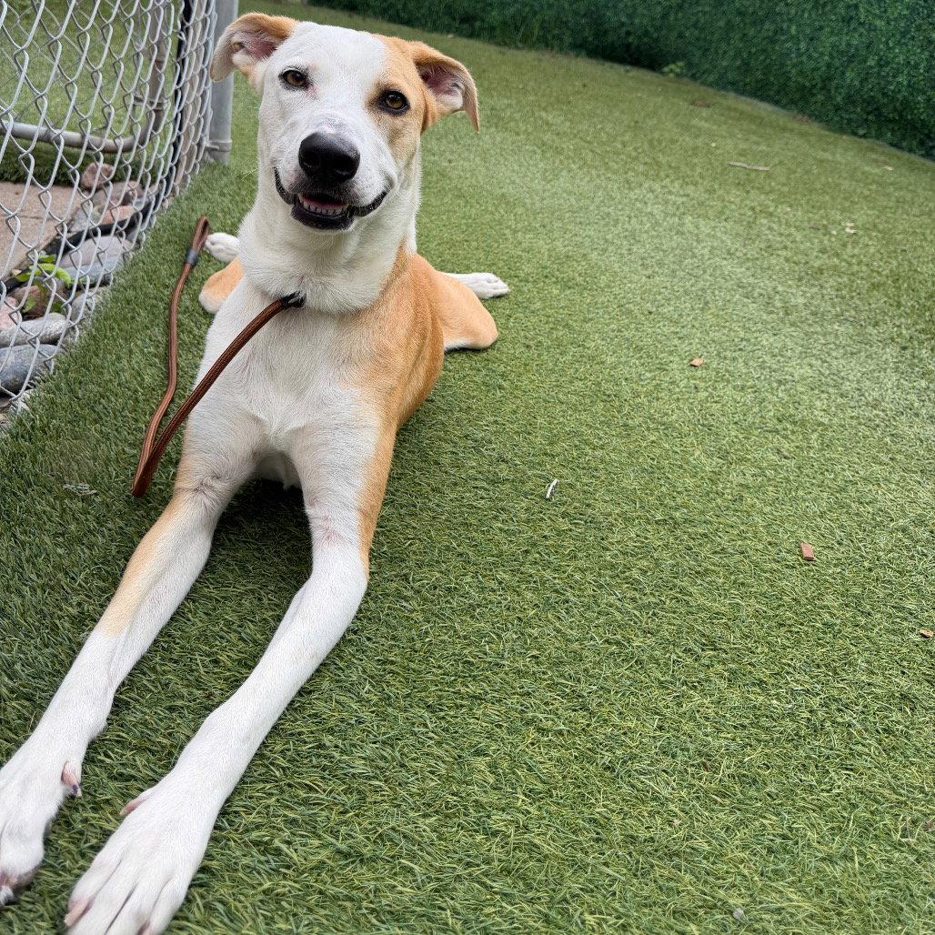 Tulip, Adoptable, Adult Female Shepherd & Whippet.