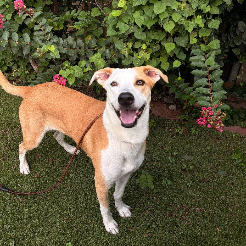 Enlarge Tulip, a Adoptable mixed breed in Dallas, TX image 2/3