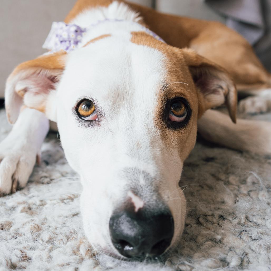 Enlarge Tulip, a Adoptable mixed breed in Dallas, TX image 3/3