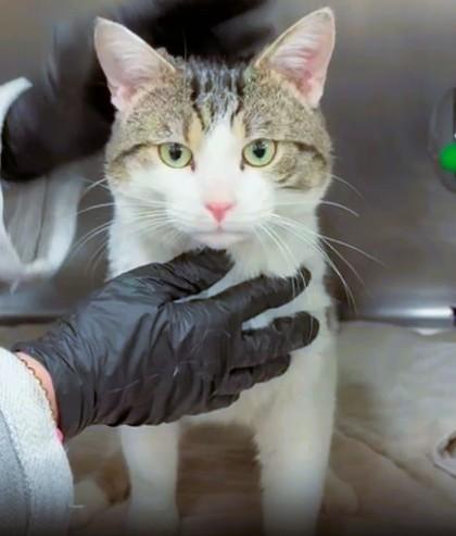 Gumbo — thumbnail 2