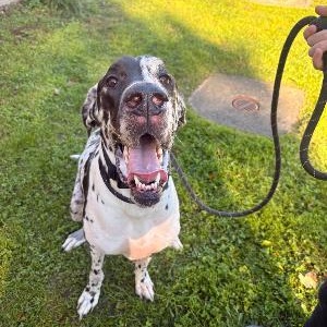 Enlarge Willow, a Adoptable Great Dane in Medina, OH image 3/3