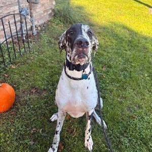 Enlarge Willow, a Adoptable Great Dane in Medina, OH image 2/3