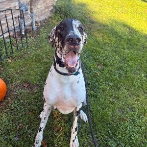 Enlarge Willow, a Adoptable Great Dane in Medina, OH image 1/3