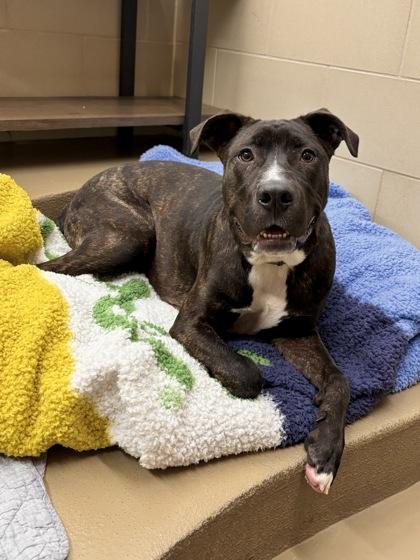 Enlarge Dutch, a Adoptable mixed breed in Knoxville, TN image 1/3