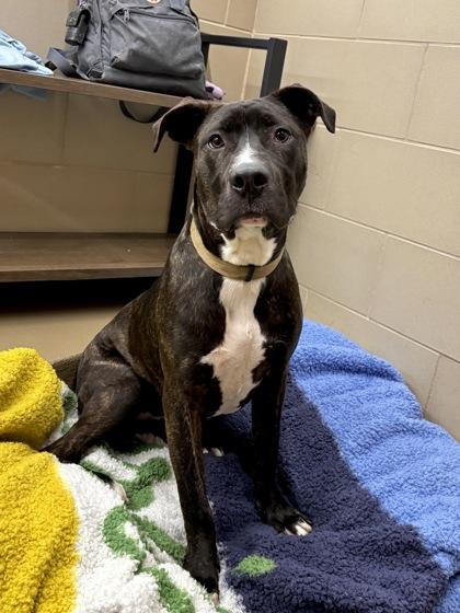 Enlarge Dutch, a Adoptable mixed breed in Knoxville, TN image 2/3