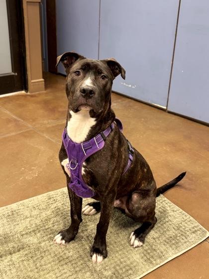 Dutch, Adoptable, Young Male Pit Bull Terrier & Mixed Breed.