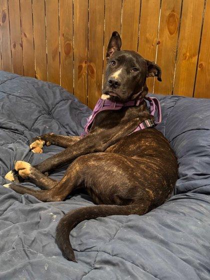 Dutch, Adoptable, Young Male Pit Bull Terrier & Mixed Breed.